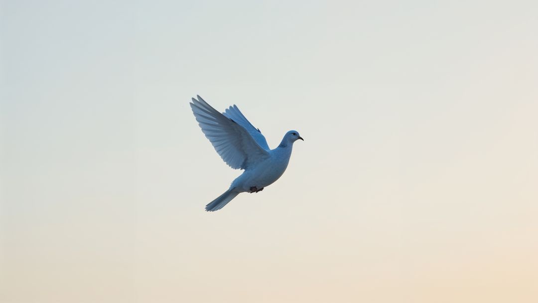 Graceful dove flying freedom across a gentle sunrise sky – a symbol of condolences