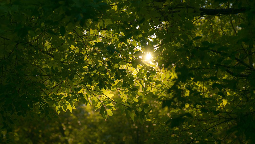 Filtering Sunlight Through Backlit Green Leaves with Sunburst and Soft Bokeh Glow