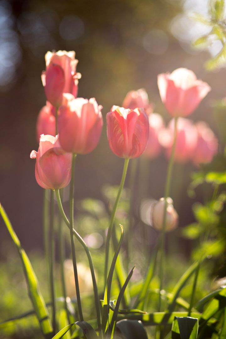 Sunlit Pink Tulips Blooming in Garden - Free Images, Stock Photos and Pictures on Pikwizard.com