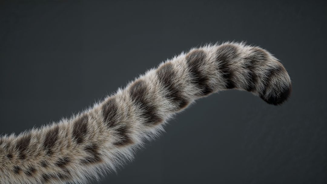 Curved Feline Tail with Stripes in Studio