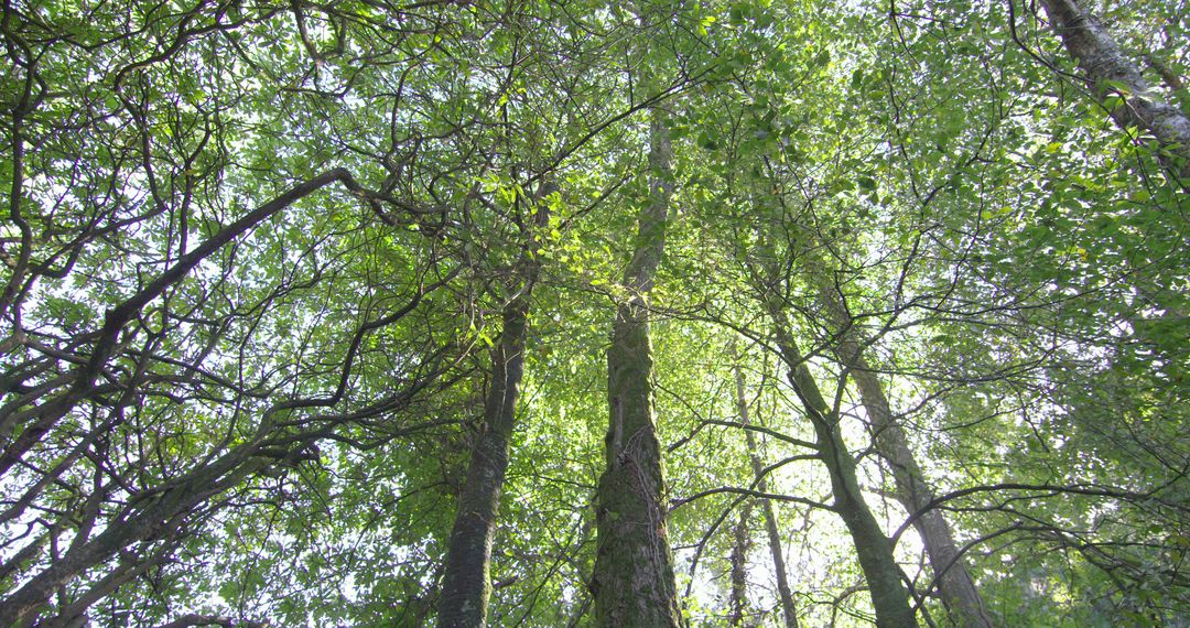 Camera looking up at the tall trees in a forest on a sunny day - Free Images, Stock Photos and Pictures on Pikwizard.com