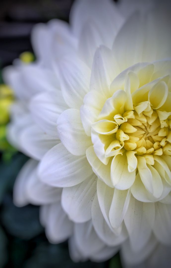 Close-up of Beautiful White Dahlia Flower in Bloom - Free Images, Stock Photos and Pictures on Pikwizard.com