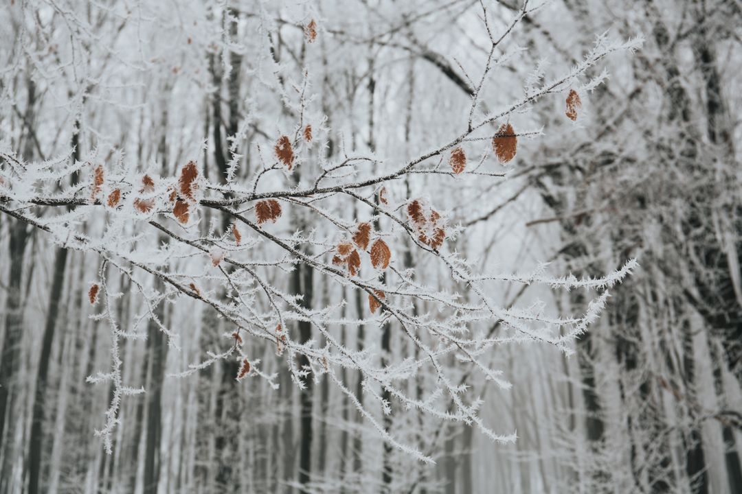 Frost-covered tree branch with autumn leaves in snowy forest - Free Images, Stock Photos and Pictures on Pikwizard.com
