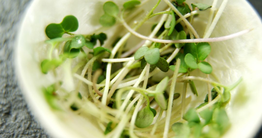 Close-Up of Fresh Microgreens in Natural Light - Free Images, Stock Photos and Pictures on Pikwizard.com