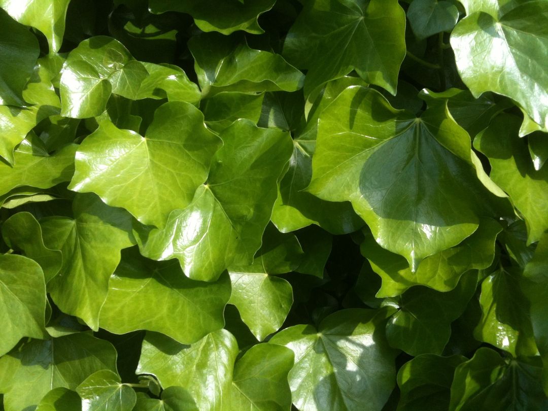 Close-up of Bright Green Ivy Leaves in Daylight - Free Images, Stock Photos and Pictures on Pikwizard.com