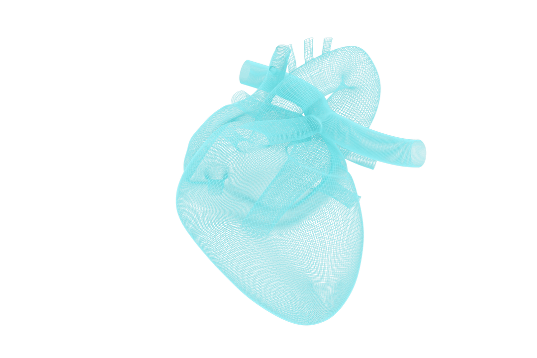 Transparent 3D Human Heart Model for Medical Education
