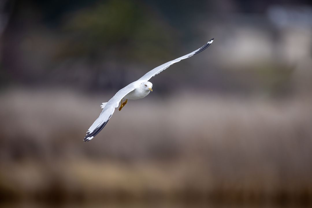 Graceful seagull gliding with outstretched wings over soft blurred coastal marsh landscape