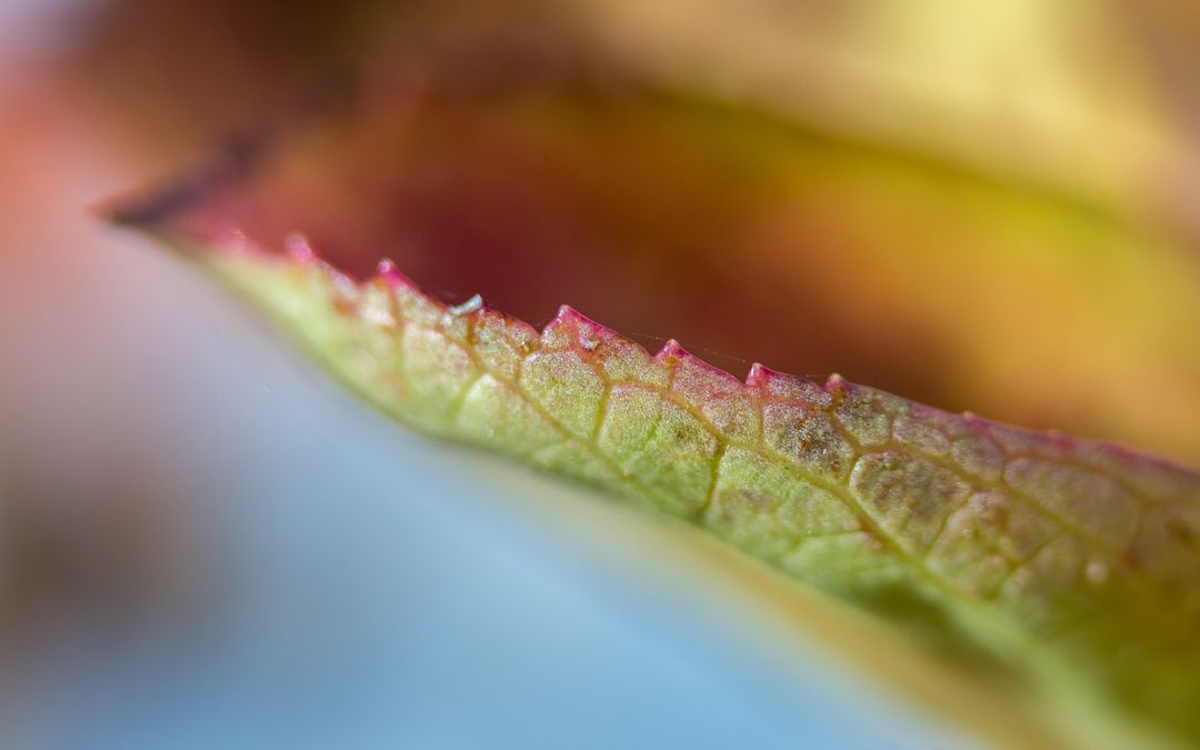 Macro Photograph of a Leaf with Colorful Details - Free Images, Stock Photos and Pictures on Pikwizard.com