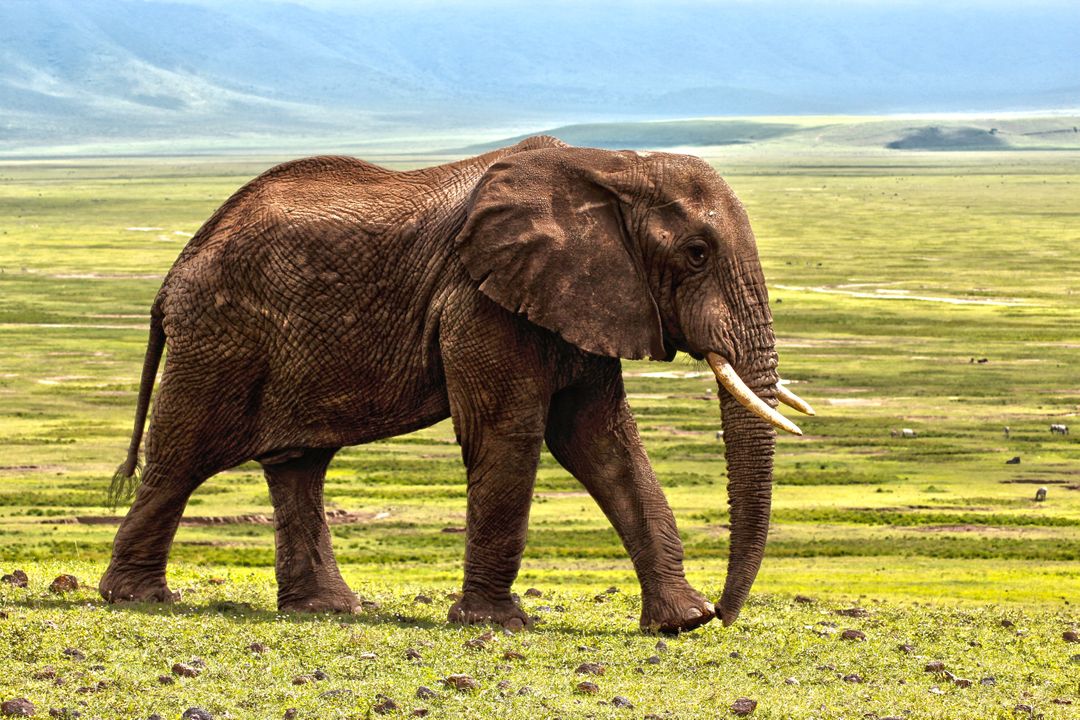 Majestic Elephant Walking in Lush African Savanna - Free Images, Stock Photos and Pictures on Pikwizard.com