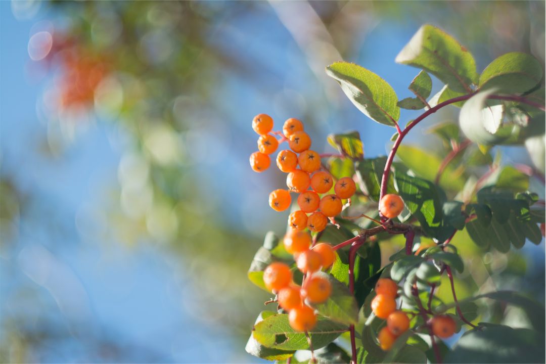 Orange berries trees  - Free Images, Stock Photos and Pictures on Pikwizard.com