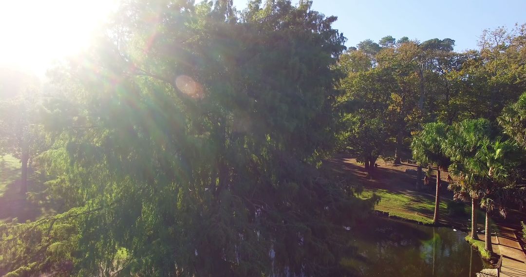 Sunlight Filtering Through Dense Trees in a Tranquil Park - Free Images, Stock Photos and Pictures on Pikwizard.com