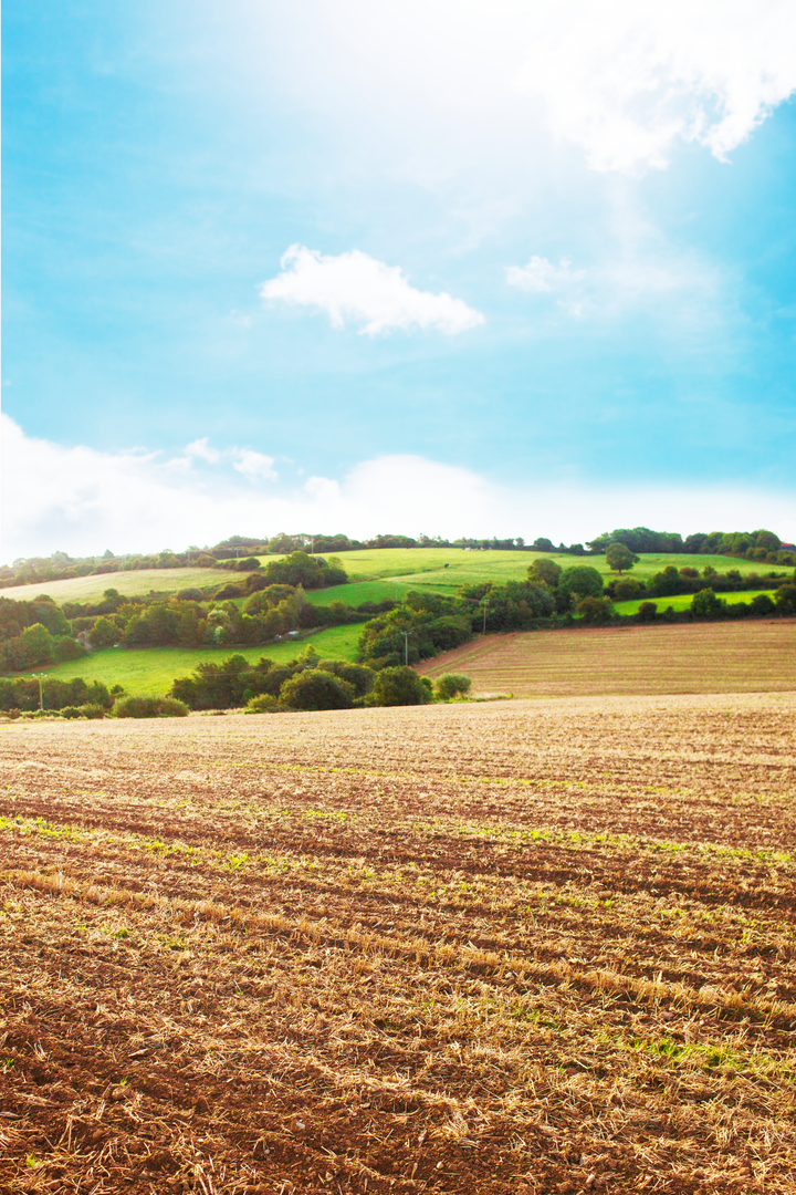 Transparent Field and Pasture under Blue Sky - Download Free Stock Images Pikwizard.com