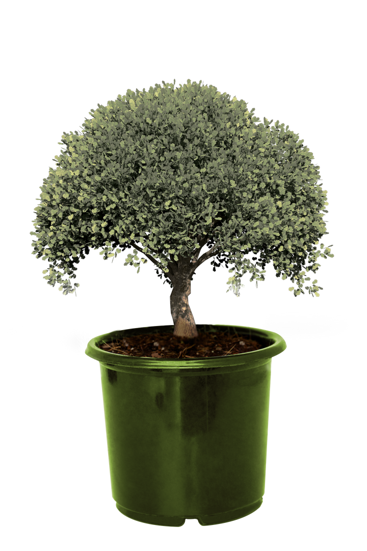 Digital Illustration of Tree in Green Pot on Transparent Background - Download Free Stock Images Pikwizard.com