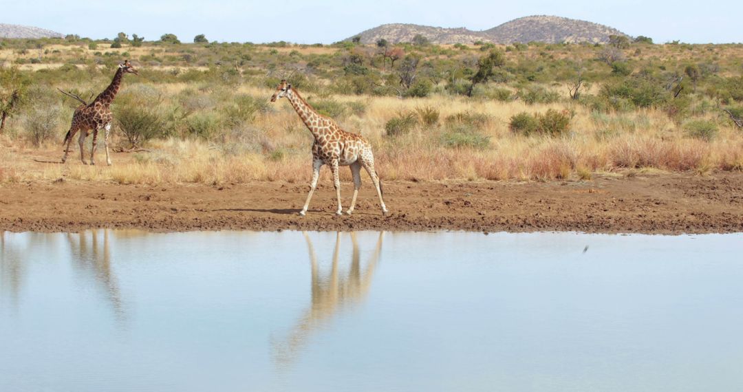 Giraffes walking by lake against grass with copy space - Free Images, Stock Photos and Pictures on Pikwizard.com