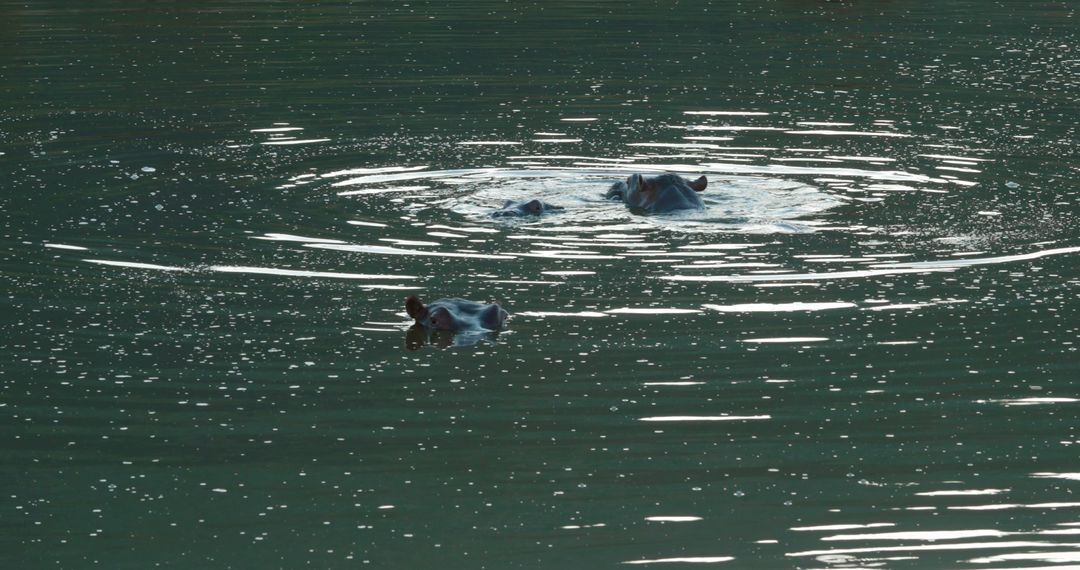 Hippopotamus swimming in lake with copy space - Free Images, Stock Photos and Pictures on Pikwizard.com