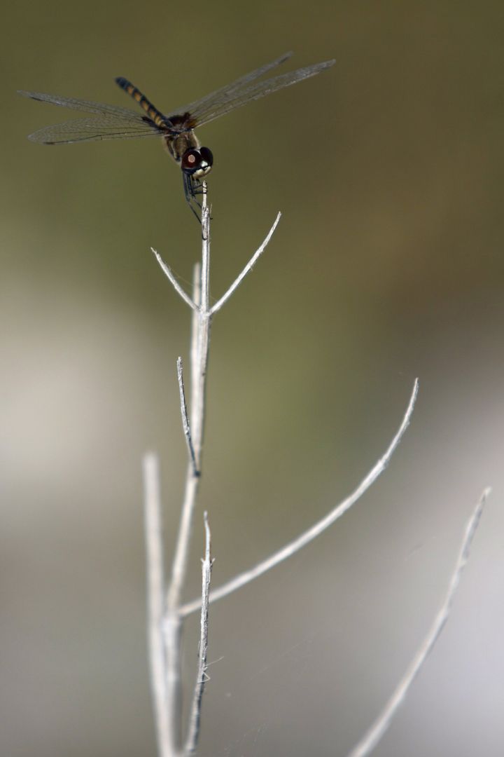 Dragonfly Perching on Plant Twig at Kennedy Space Center - Free Images, Stock Photos and Pictures on Pikwizard.com