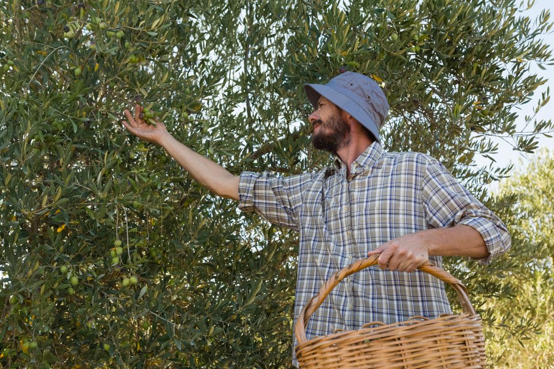 Farmer Harvesting Olives from Tree on Sunny Day - Free Images, Stock Photos and Pictures on Pikwizard.com