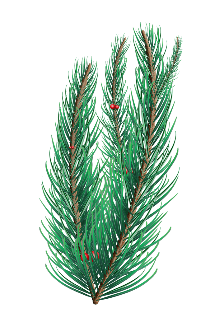 Green Fir Tree Branch with Transparent Background for Natural Designs
