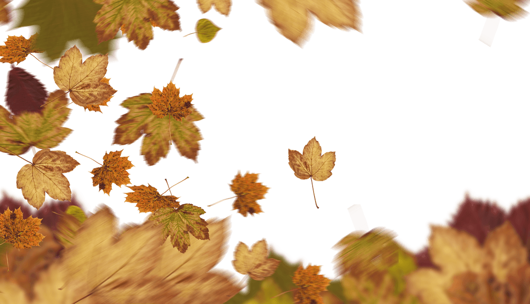 Autumn Maple Leaves Background with Transparent PNG Overlay