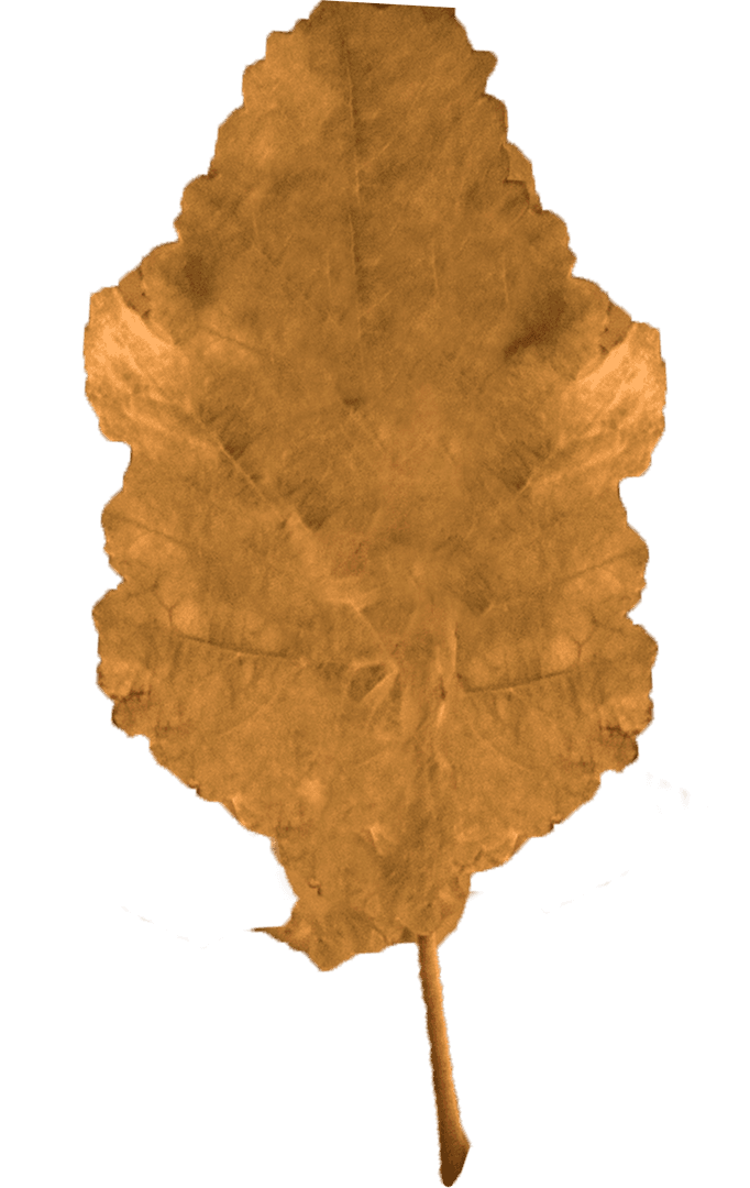 Transparent Yellow Autumn Leaf Illustration with High Detail