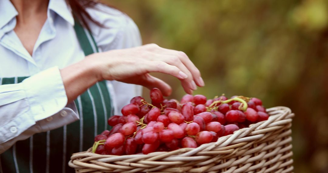 A young Caucasian woman is selecting ripe grapes from a basket, with copy space - Free Images, Stock Photos and Pictures on Pikwizard.com