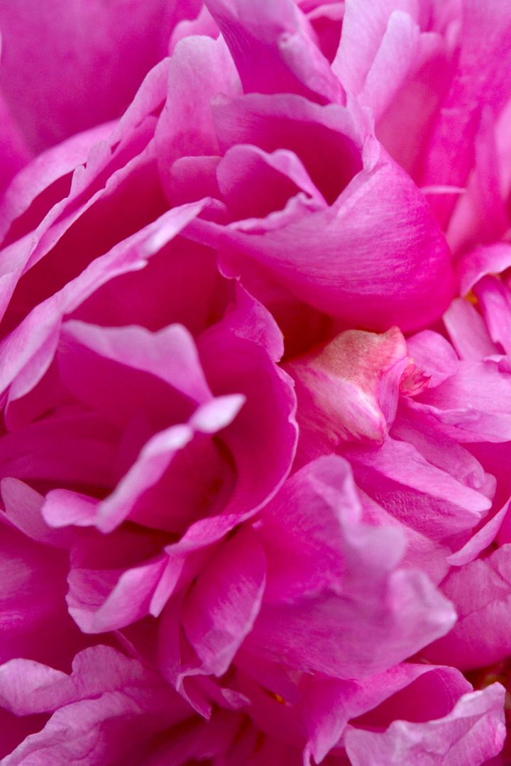 Close-up of Vibrant Pink Peony Flower Petals in Bloom - Free Images, Stock Photos and Pictures on Pikwizard.com