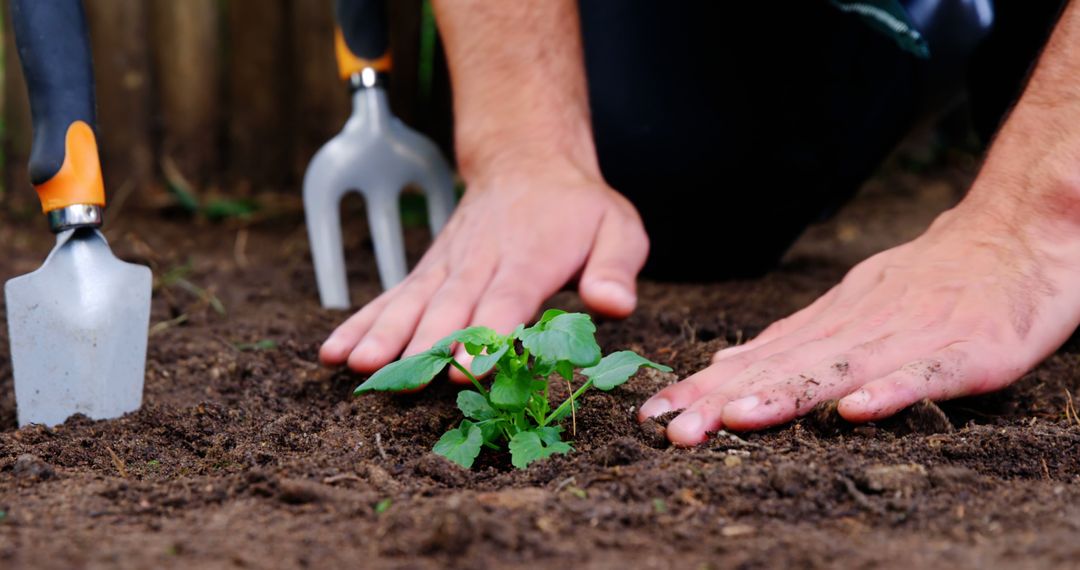 Gardener Planting Sapling with Tools in Garden Greenhouse