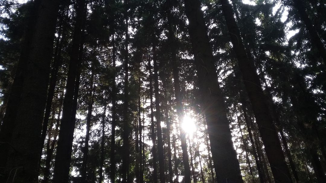 Sunlight Shining Through Dense Forest Trees - Free Images, Stock Photos and Pictures on Pikwizard.com