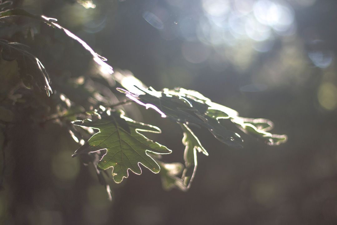 Sun Rays Shining Through Oak Leaf in Forest - Free Images, Stock Photos and Pictures on Pikwizard.com