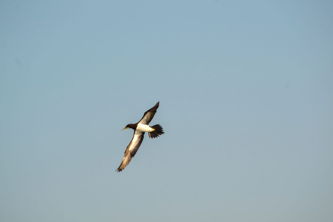 Elegant Seabird Soaring in Clear Blue Sky - Free Images, Stock Photos and Pictures on Pikwizard.com