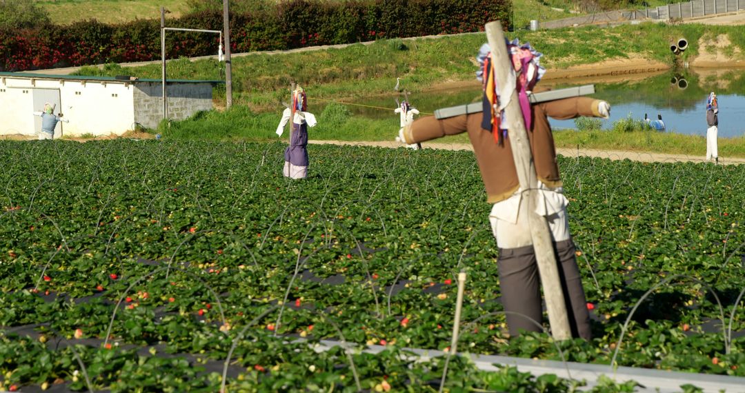 Strawberry farm with scarecrow on a sunny day 4k - Free Images, Stock Photos and Pictures on Pikwizard.com