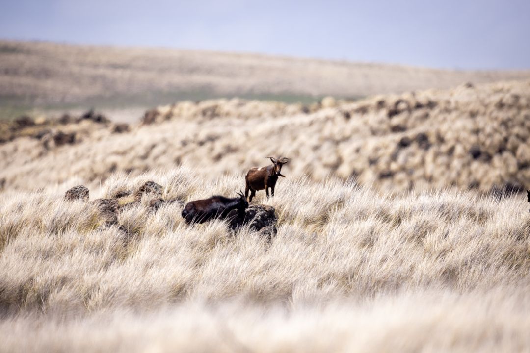 Wild Goats Grazing in Vast Grasslands Under a Clear Sky