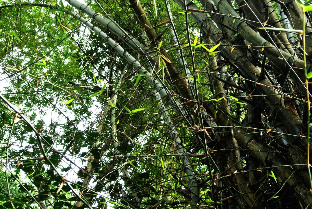 Dense Bamboo Forest with Intertwined Stems and Leaves - Free Images, Stock Photos and Pictures on Pikwizard.com