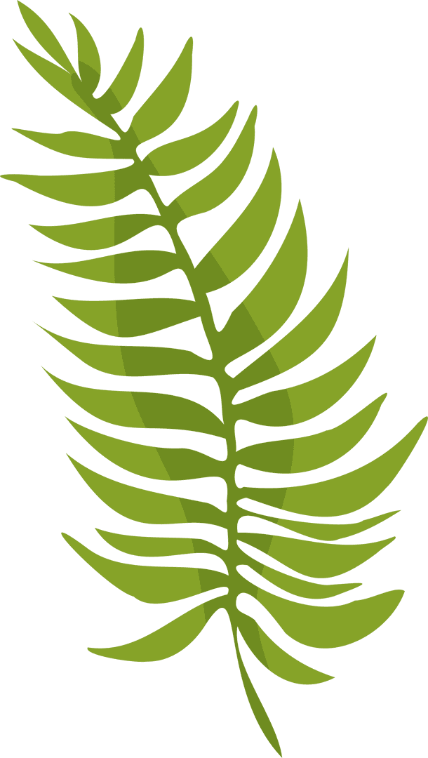 Flat Stylized Fern Frond on Transparent Background