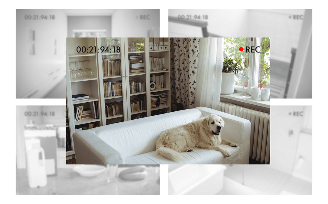 Transparent Dog Relaxing on White Sofa with Cameras Monitored