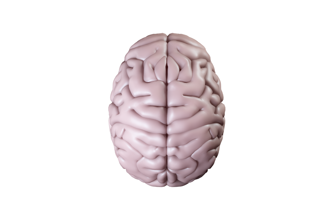 Detailed Transparent Illustration of Pink Human Brain Against Clear Background - Download Free Stock Images Pikwizard.com