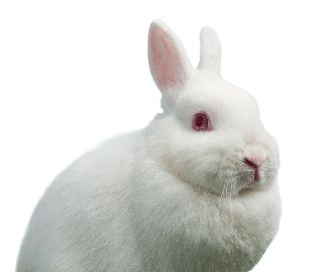 Close Up Portrait of Fluffy White Rabbit on Transparent Background