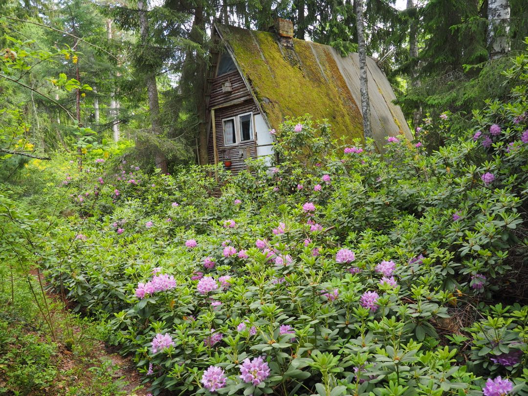 Charming Rustic Cabin in Flowering Forest - Free Images, Stock Photos and Pictures on Pikwizard.com