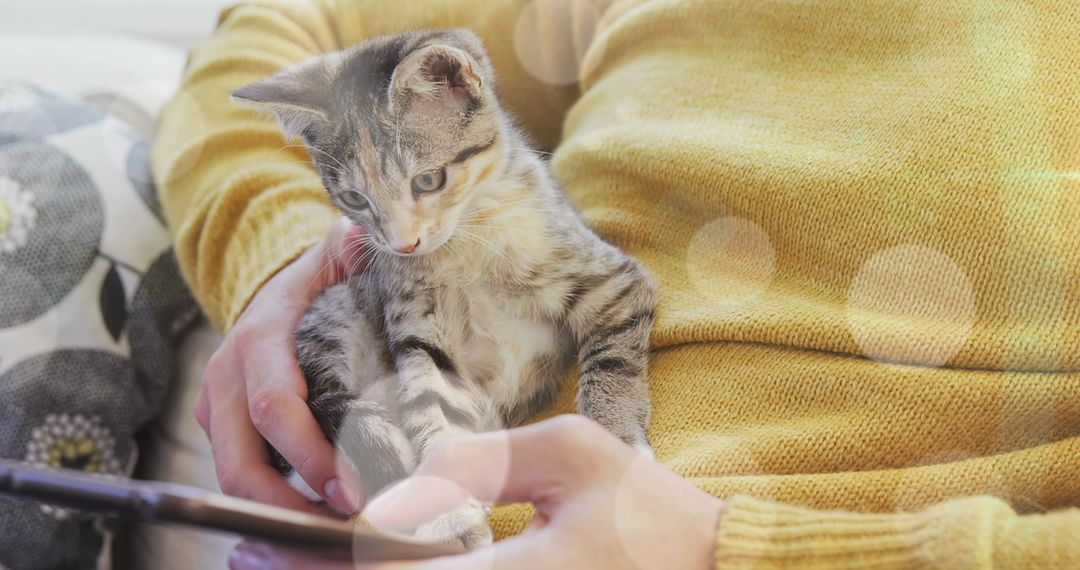 Cat Sitting on Lap While Owner Uses Smartphone with Warm Bokeh Effect