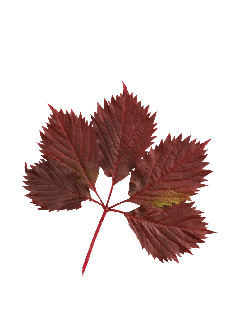 Digital Image of Red Grape Leaf with Transparent Background - Download Free Stock Images Pikwizard.com