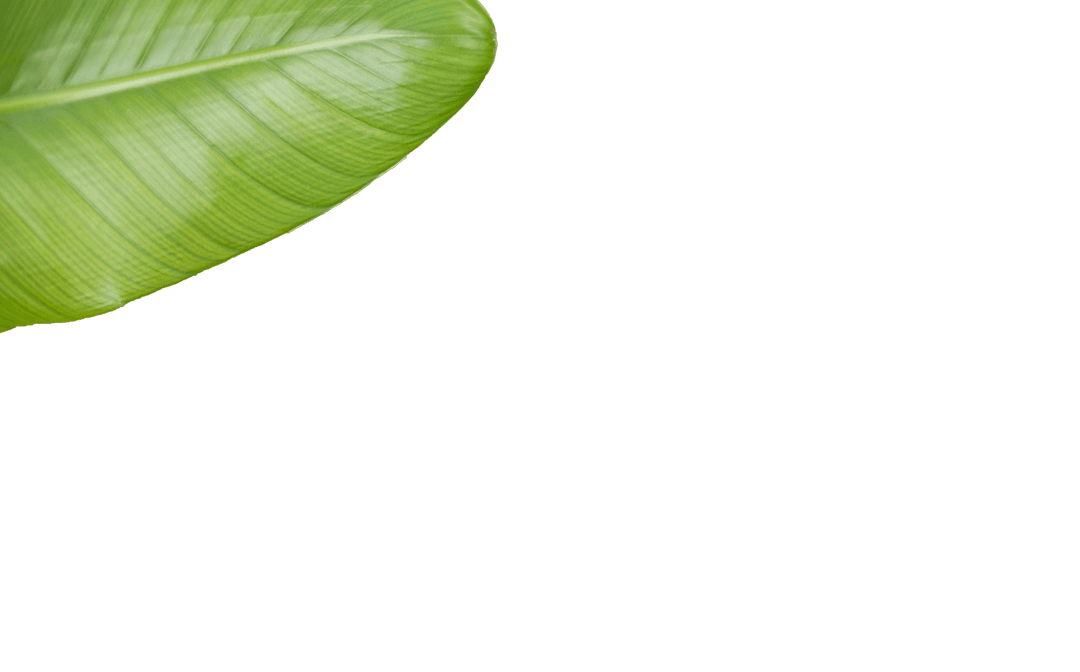 Transparent Nature Detailed Close-Up of Zen Leaf Texture