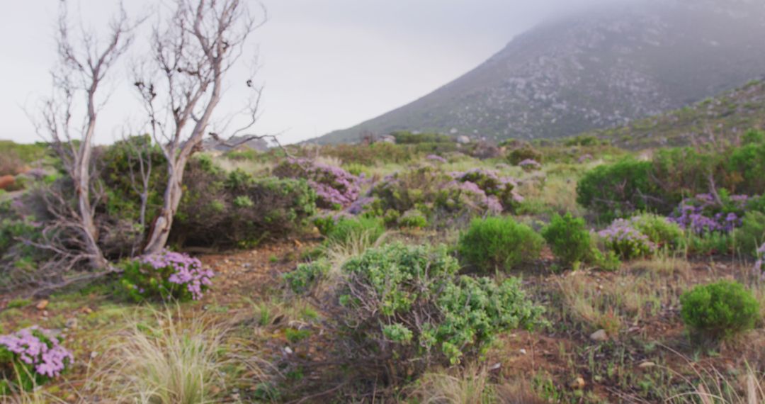 Misty Mountain Landscape with Purple Wildflowers - Free Images, Stock Photos and Pictures on Pikwizard.com