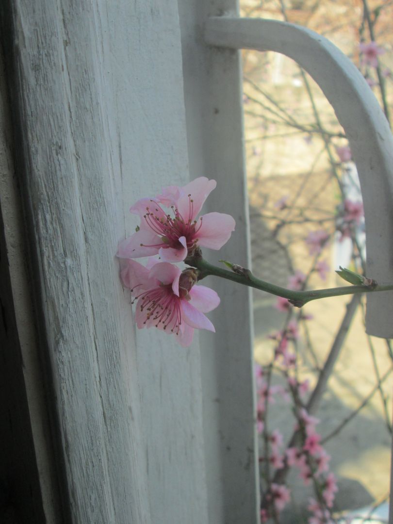 Delicate Pink Blossom on Rustic Wooden Window Frame - Free Images, Stock Photos and Pictures on Pikwizard.com