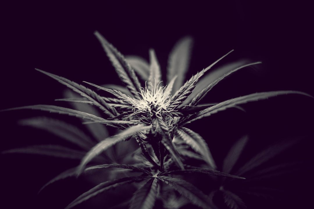 Close-Up of Cannabis Plant Bud in Monochrome - Free Images, Stock Photos and Pictures on Pikwizard.com