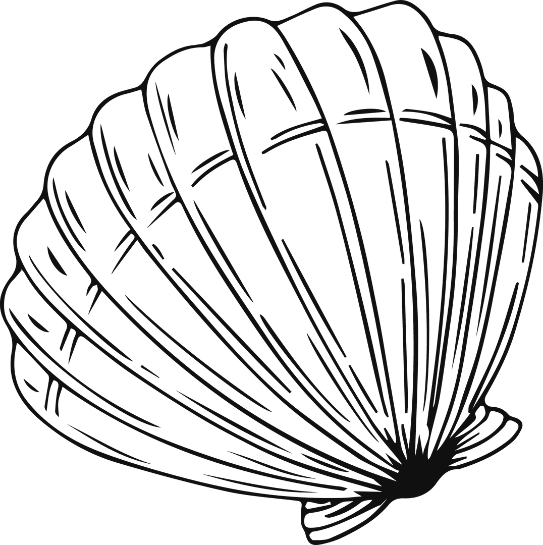 Stylized Scallop Shell Line Art on Transparent Background