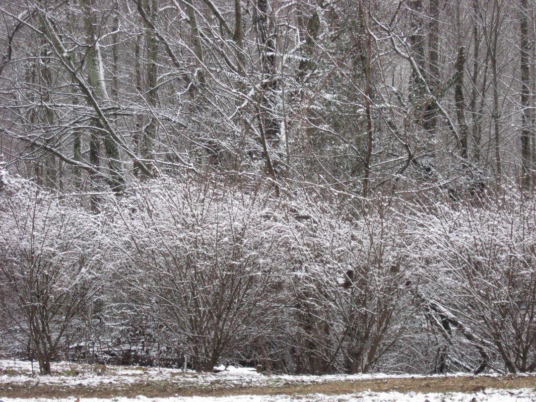 Snow-covered shrubs in tranquil winter forest - Free Images, Stock Photos and Pictures on Pikwizard.com