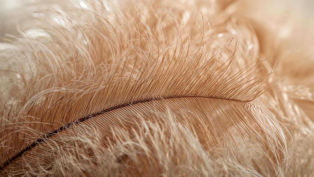 Detailed Close-up of Pale Brown Feather with Fine Barbs