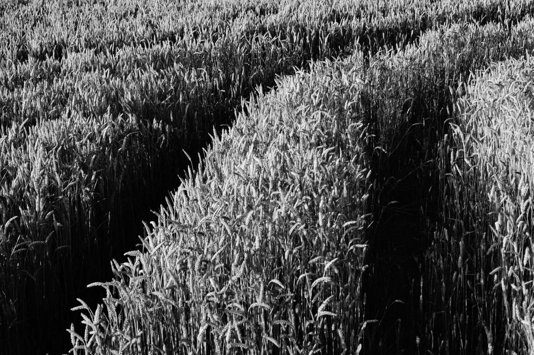 Grayscale Corn Fields during Daytime - Free Images, Stock Photos and Pictures on Pikwizard.com