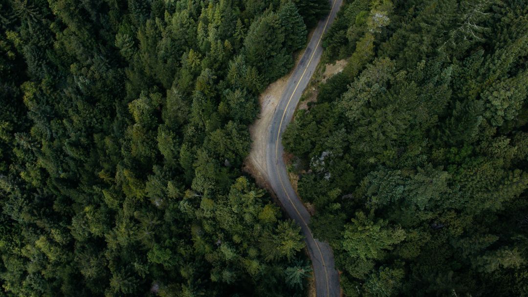 Aerial View of Curving Road Through Dense Forest - Free Images, Stock Photos and Pictures on Pikwizard.com