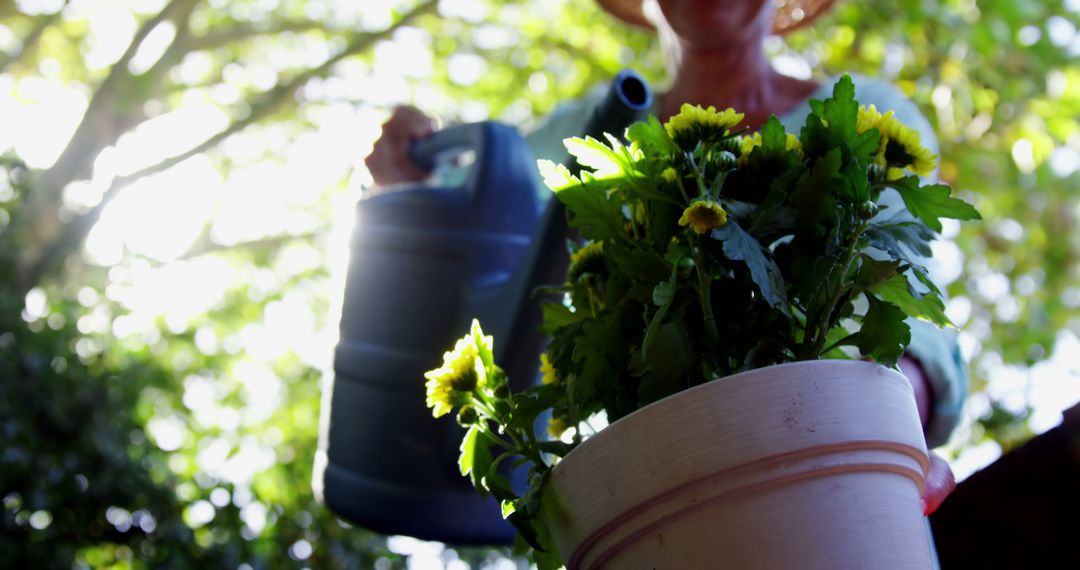 Gardener Watering Potted Flowers Outdoors in Sunlight - Free Images, Stock Photos and Pictures on Pikwizard.com